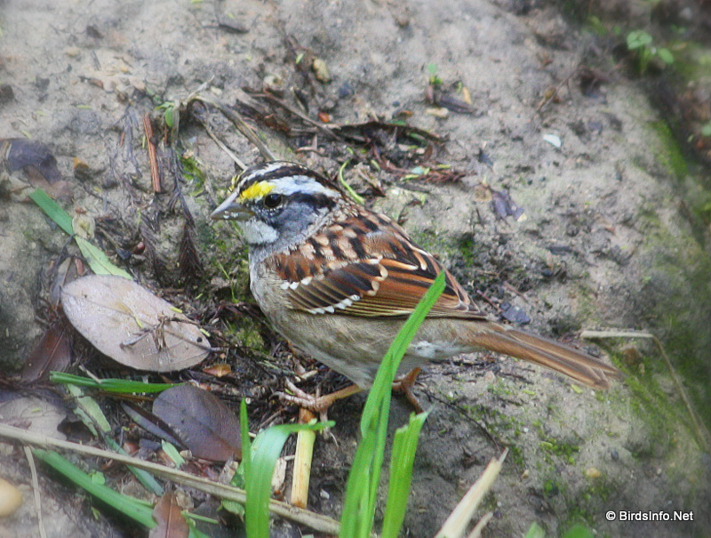 White-throated Sparrow